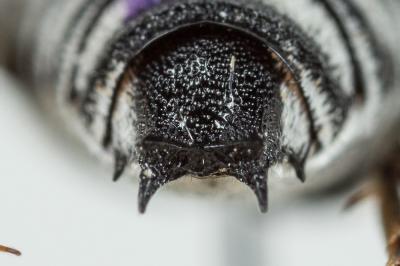  Coelioxys argentea Lepeletier, 1841
