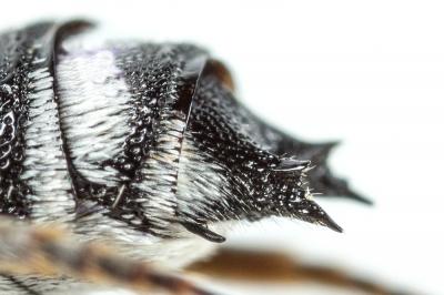  Coelioxys argentea Lepeletier, 1841