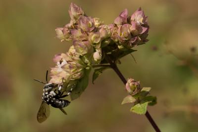 Crocise rameuse Thyreus ramosus (Lepeletier, 1841)