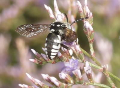 Crocise rameuse Thyreus ramosus (Lepeletier, 1841)