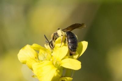  Andrena Fabricius, 1775