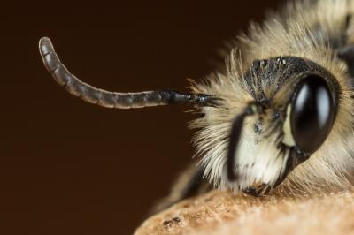  Andrena orbitalis Morawitz, 1871