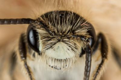  Andrena orbitalis Morawitz, 1871