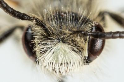  Andrena orbitalis Morawitz, 1871