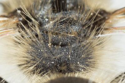  Andrena orbitalis Morawitz, 1871