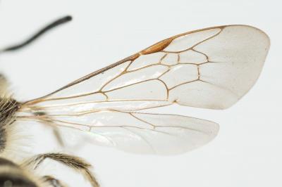  Andrena orbitalis Morawitz, 1871