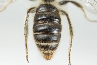  Andrena orbitalis Morawitz, 1871