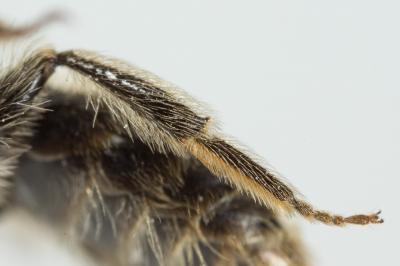  Andrena orbitalis Morawitz, 1871