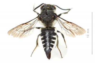  Coelioxys conoidea (Illiger, 1806)