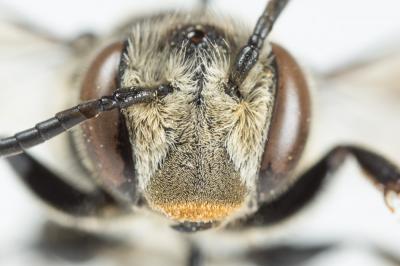  Coelioxys conoidea (Illiger, 1806)