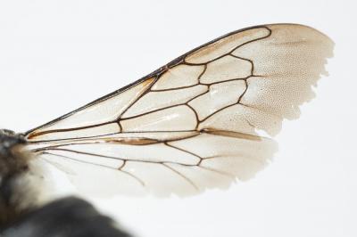  Coelioxys conoidea (Illiger, 1806)