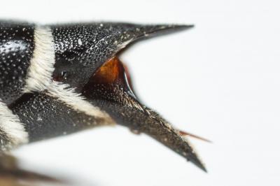  Coelioxys conoidea (Illiger, 1806)