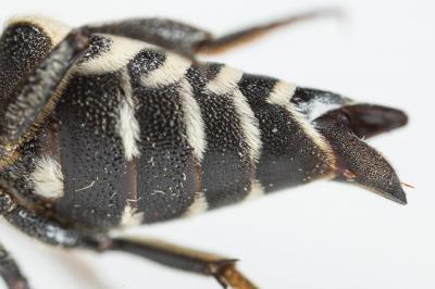  Coelioxys conoidea (Illiger, 1806)