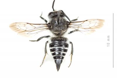  Coelioxys quadridentata (Linnaeus, 1758)