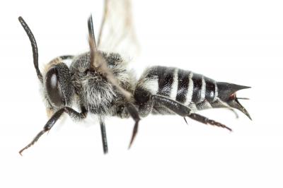  Coelioxys quadridentata (Linnaeus, 1758)