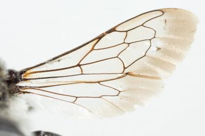  Coelioxys quadridentata (Linnaeus, 1758)