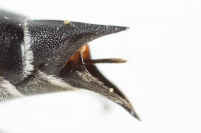  Coelioxys quadridentata (Linnaeus, 1758)