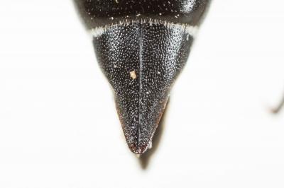  Coelioxys quadridentata (Linnaeus, 1758)