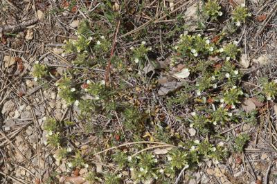 Germandrée des montagnes Teucrium montanum L., 1753