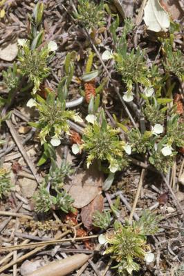 Germandrée des montagnes Teucrium montanum L., 1753