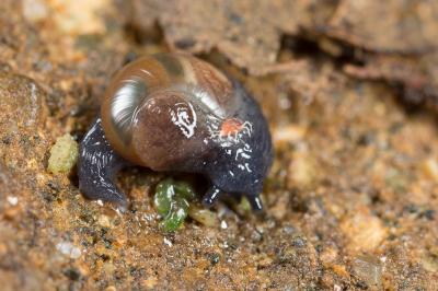  Phenacolimax Stabile, 1859