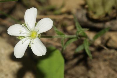 Sabline des montagnes Arenaria montana L., 1755