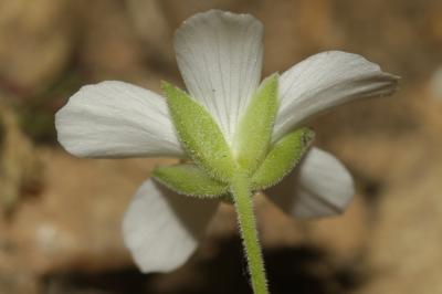 Sabline des montagnes Arenaria montana L., 1755