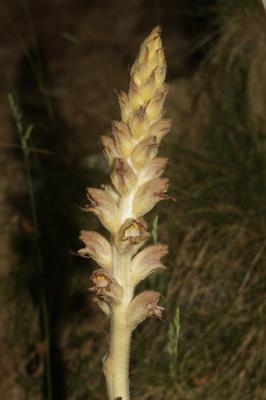 Orobanche des genêts, Orobanche du Genêt Orobanche rapum-genistae Thuill., 1799