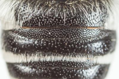  Coelioxys quadridentata (Linnaeus, 1758)