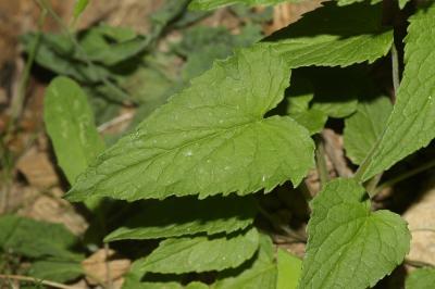 Raiponce en épi Phyteuma spicatum L., 1753