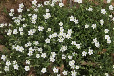 Sabline des montagnes Arenaria montana L., 1755