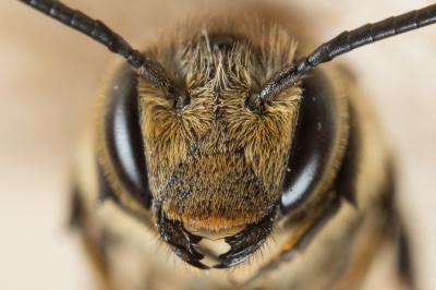  Coelioxys elongata Lepeletier, 1841