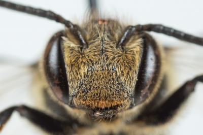  Coelioxys elongata Lepeletier, 1841