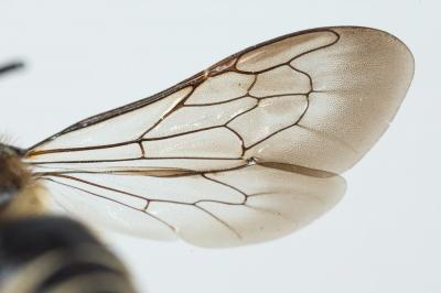  Coelioxys elongata Lepeletier, 1841