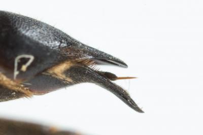  Coelioxys elongata Lepeletier, 1841