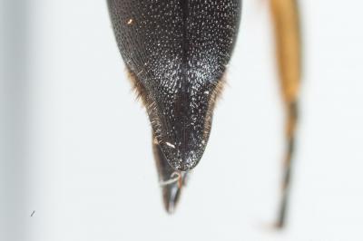  Coelioxys elongata Lepeletier, 1841