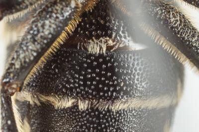  Coelioxys elongata Lepeletier, 1841