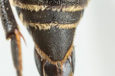  Coelioxys elongata Lepeletier, 1841