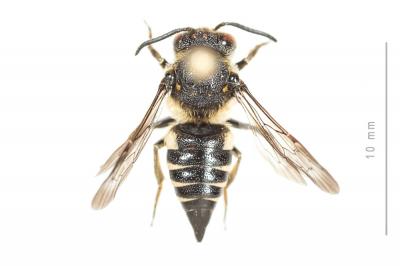  Coelioxys inermis (Kirby, 1802)
