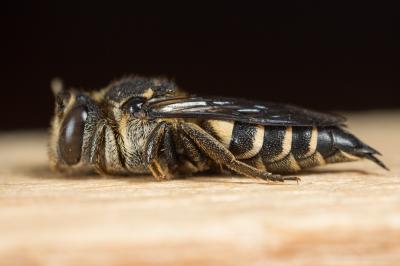  Coelioxys inermis (Kirby, 1802)