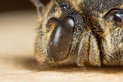  Coelioxys inermis (Kirby, 1802)