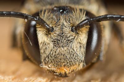  Coelioxys inermis (Kirby, 1802)