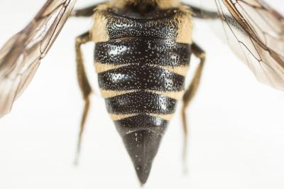  Coelioxys inermis (Kirby, 1802)