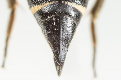  Coelioxys inermis (Kirby, 1802)