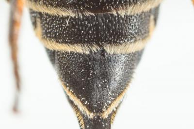  Coelioxys inermis (Kirby, 1802)