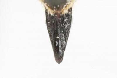  Coelioxys inermis (Kirby, 1802)