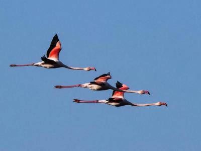 Flamant rose Phoenicopterus roseus Pallas, 1811