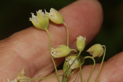 Stellaire holostée Stellaria holostea L., 1753