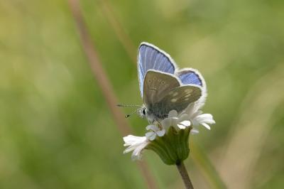 Azuré de la Phaque (L'), Argus azur (L'), Azuré al Agriades orbitulus (Prunner, 1798)