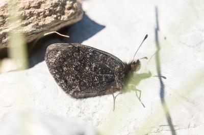 Moiré chamoisé (Le), Satyre Gorgé (Le) Erebia gorge (Hübner, 1804)